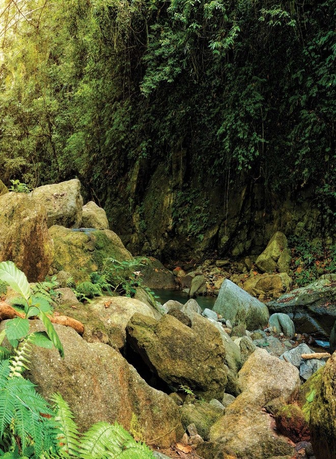 Galapagos Galápagos (05400) Terrarium Background Clings, 11.125" x 36", Woodland - Image 2